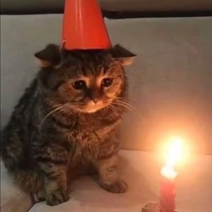 Meet your Posher, Ava